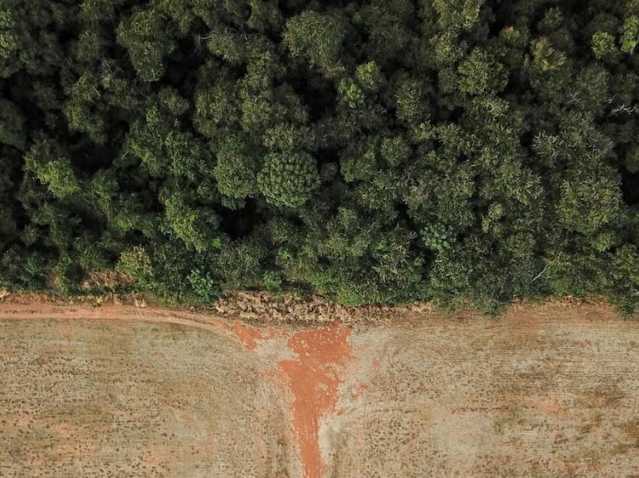 Foto af grænse mellem slette og Amazonas